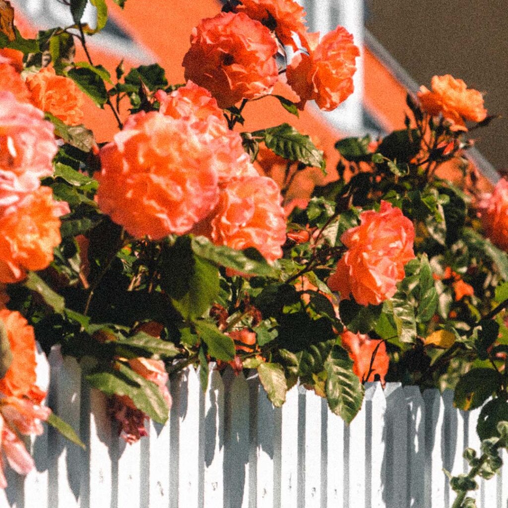 white picket fence with large rose bush growing