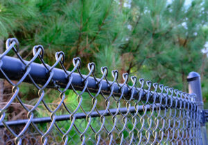 black chain link fence with a pine tree in the background